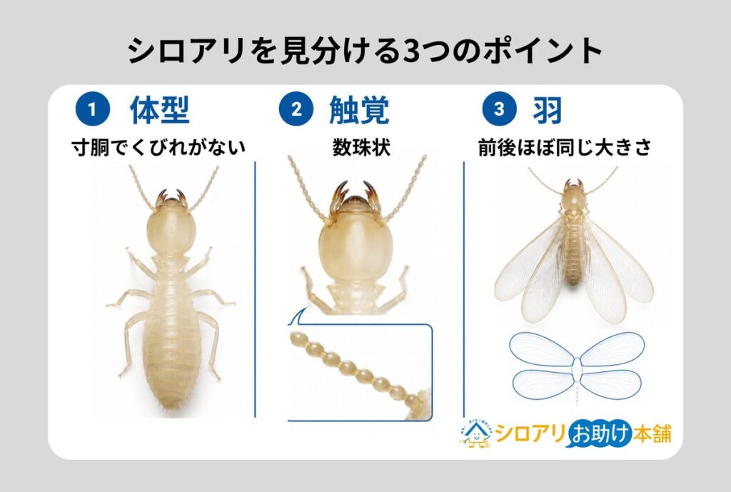 シロアリと他の虫を見分ける3つのポイント