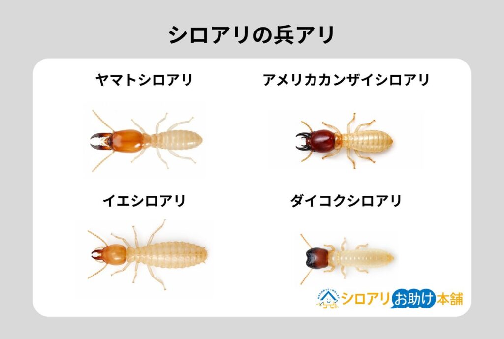 シロアリの兵蟻 4種比較(頭部の形状)