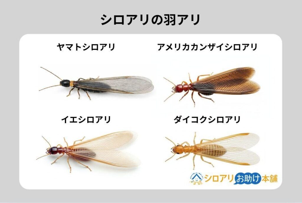 シロアリの羽アリ 4種比較