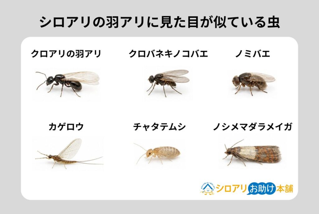 シロアリの羽アリに似ている虫一覧