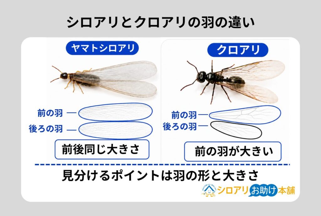シロアリの羽(前後4枚がほぼ同じ大きさ)