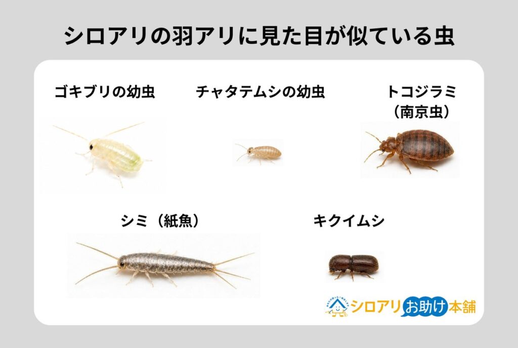 シロアリの職アリに似ている虫一覧