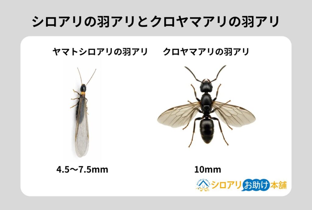 ヤマトシロアリの羽アリとクロアリの羽アリの比較