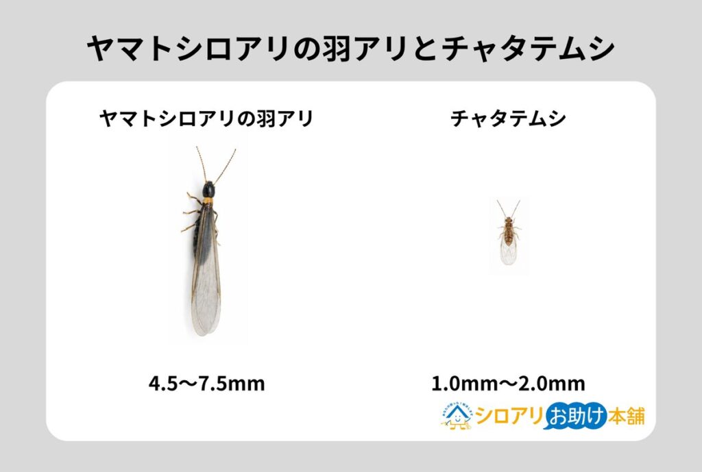 ヤマトシロアリの羽アリとチャタテムシの比較