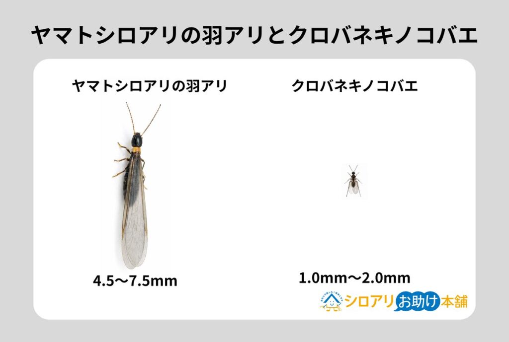 ヤマトシロアリの羽アリとクロバネキノコバエの比較