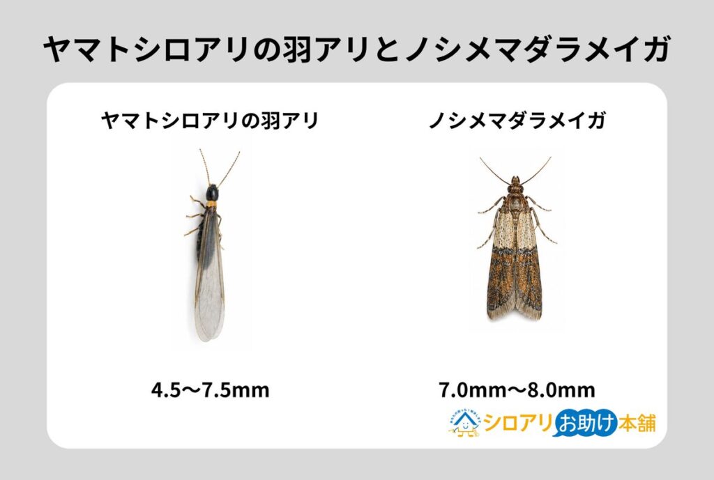 ヤマトシロアリの羽アリとノシメマダラメイガの比較