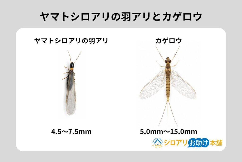 ヤマトシロアリの羽アリとカゲロウの比較