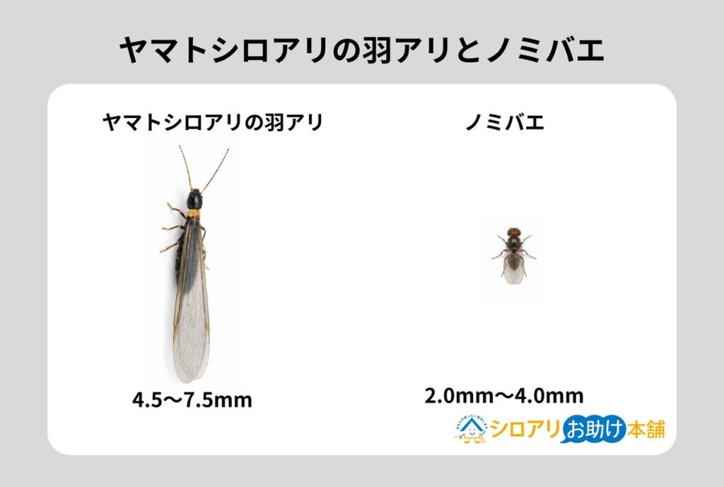 ヤマトシロアリの羽アリとノミバエの比較