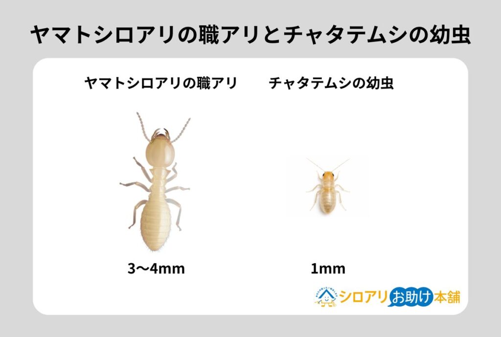 ヤマトシロアリの職アリとチャタテムシの幼虫の比較
