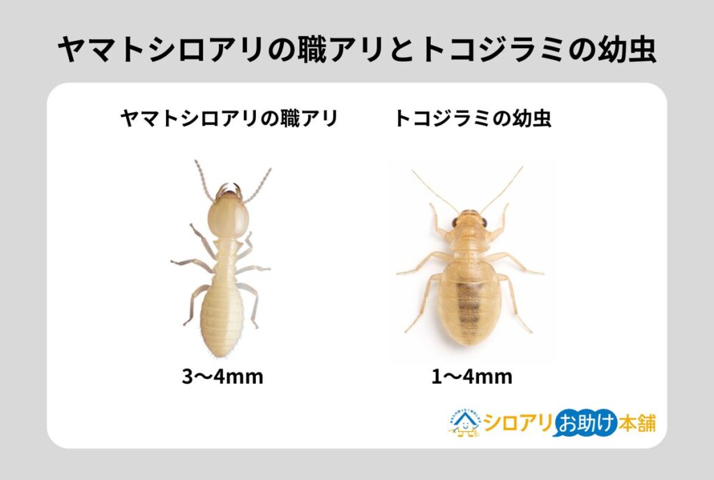 ヤマトシロアリの職アリとトコジラミ(南京虫)の比較