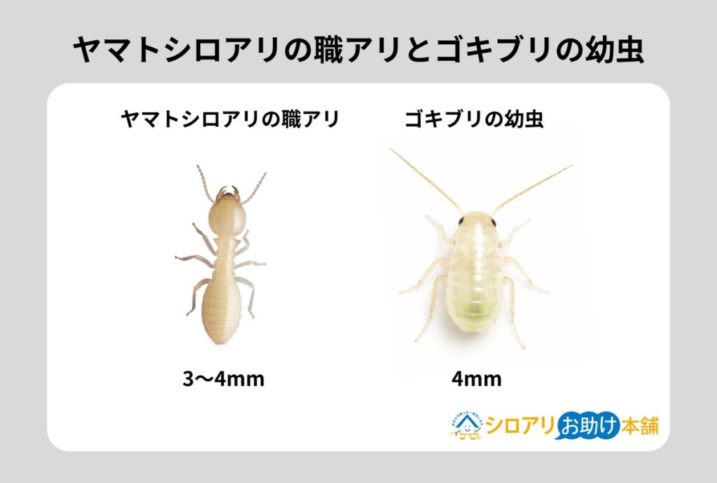 ヤマトシロアリの職アリとゴキブリの幼虫の比較