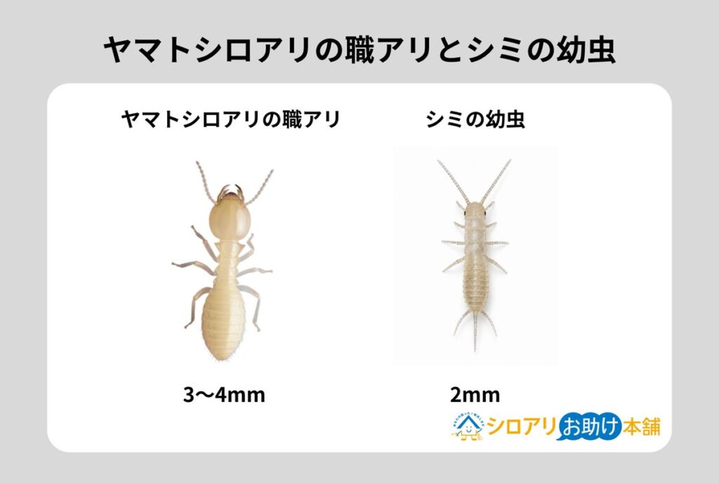 ヤマトシロアリの職アリとシミ(紙魚)の比較