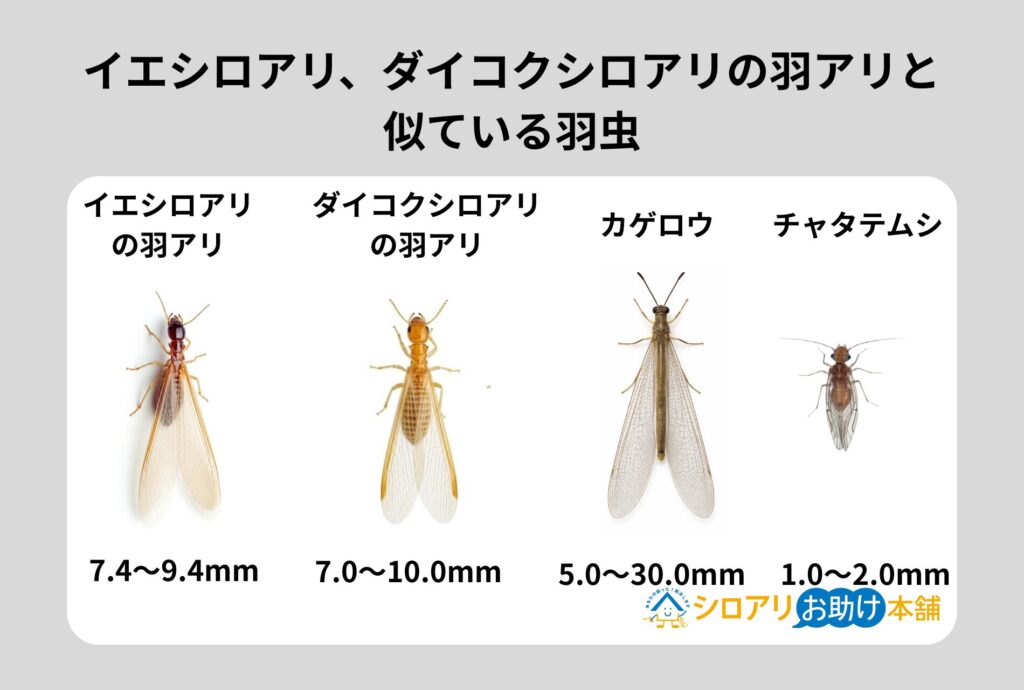 イエシロアリ、ダイコクシロアリの羽アリと似ている羽虫