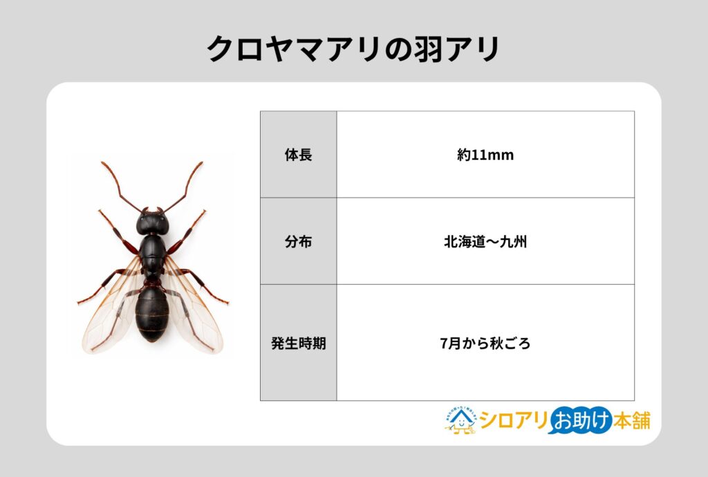 クロヤマアリの羽アリ