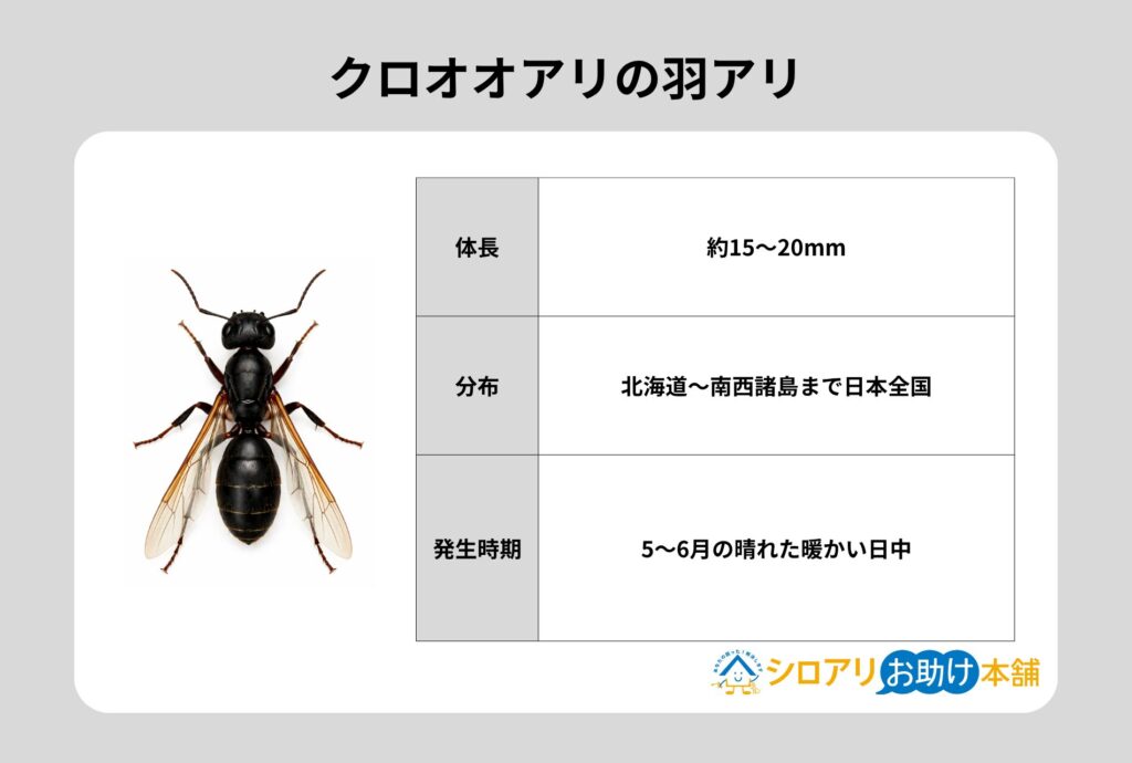 クロオオアリの羽アリ