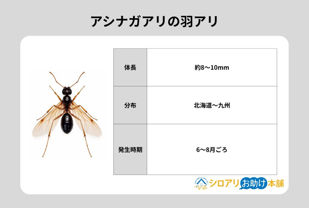 アシナガアリの羽アリ