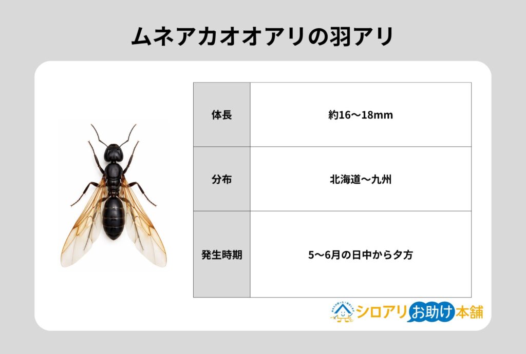 ムネアカオオアリの羽アリ