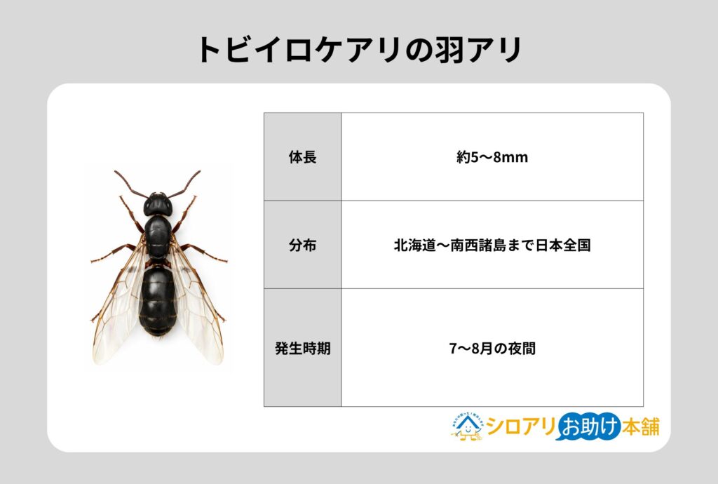 トビイロケアリの羽アリ