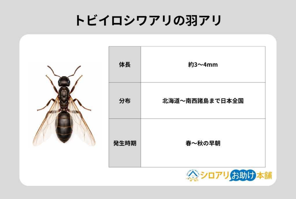 トビイロシワアリの羽アリ