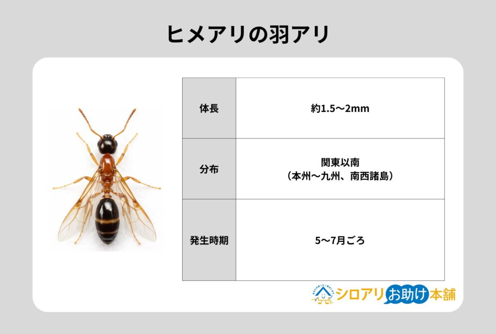ヒメアリの羽アリ