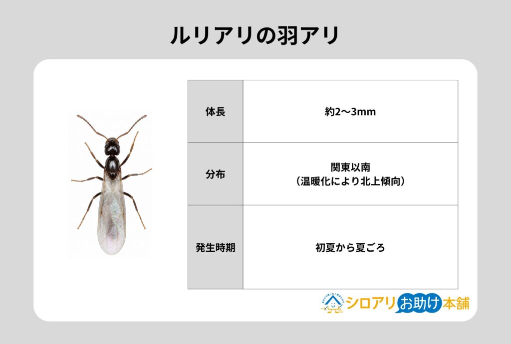 ルリアリの羽アリ