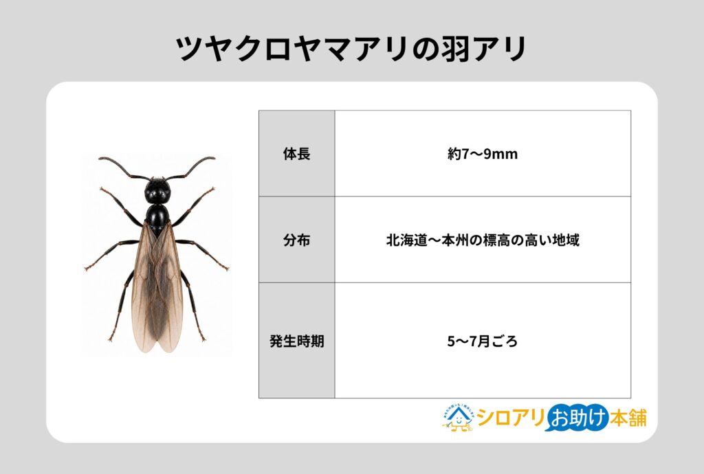 ツヤクロヤマアリの羽アリ