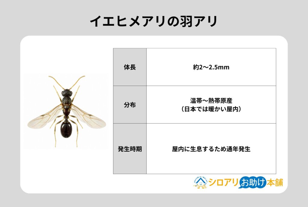 イエヒメアリの羽アリ