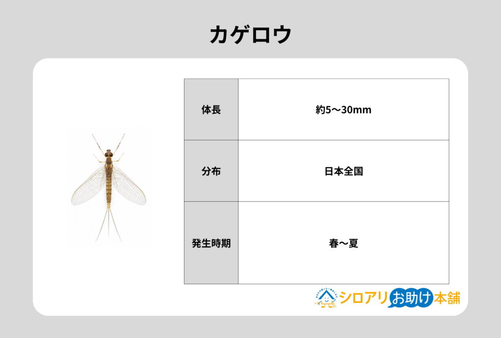 カゲロウ