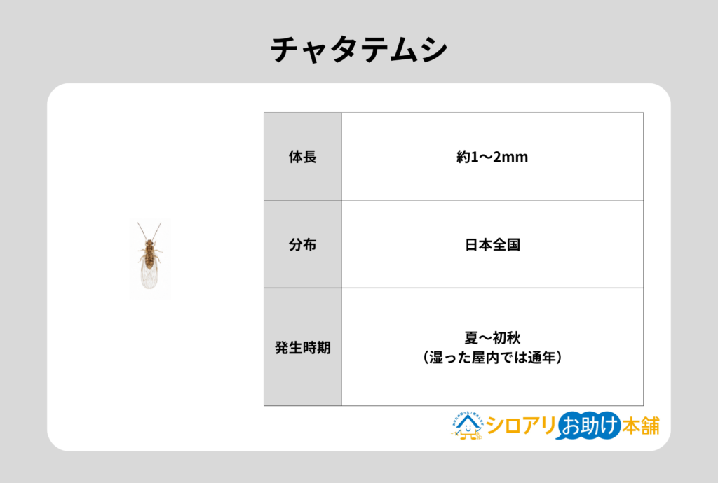 チャタテムシ