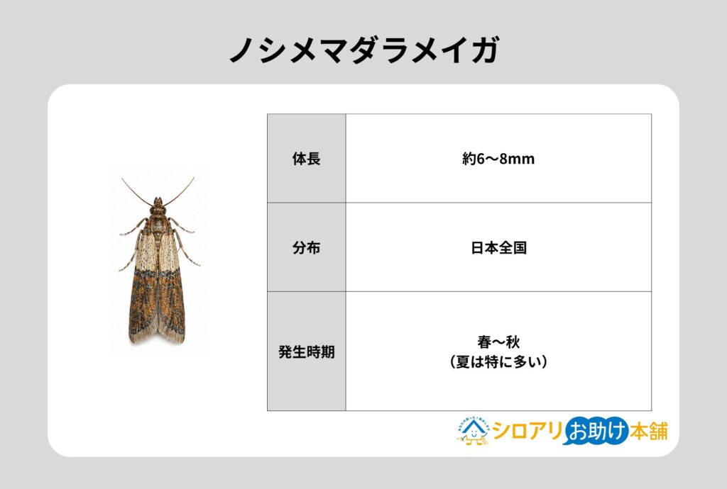 ノシメマダラメイガ