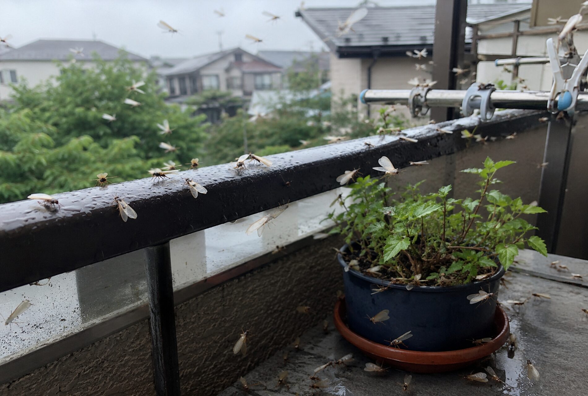 羽アリが空から飛来する