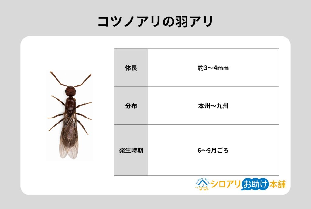 コツノアリの羽アリ
