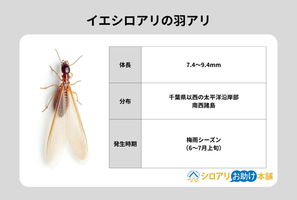 イエシロアリの羽アリ