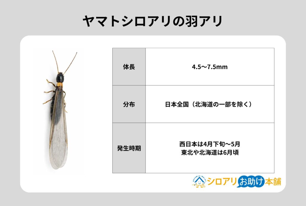 ヤマトシロアリの羽アリ