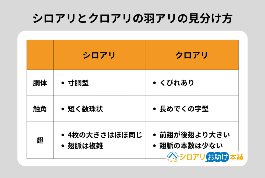 シロアリとクロアリの羽アリの見分け方