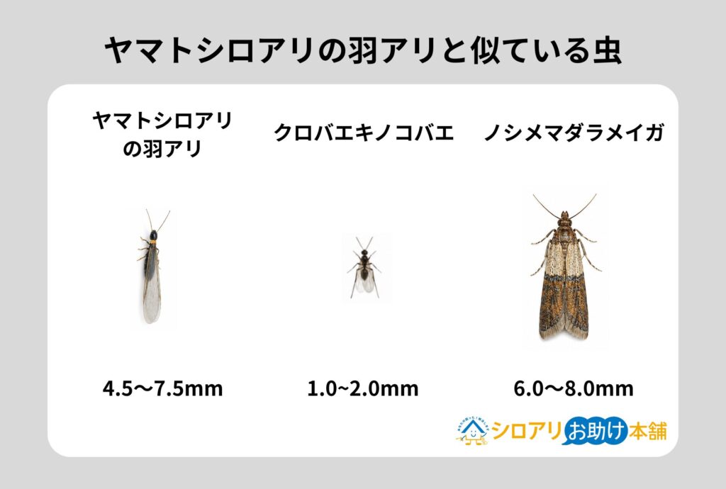 ヤマトシロアリの羽アリと似ている羽虫