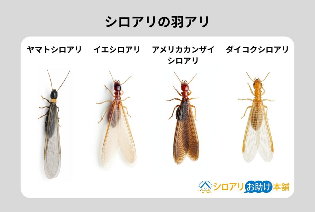 シロアリの羽アリ