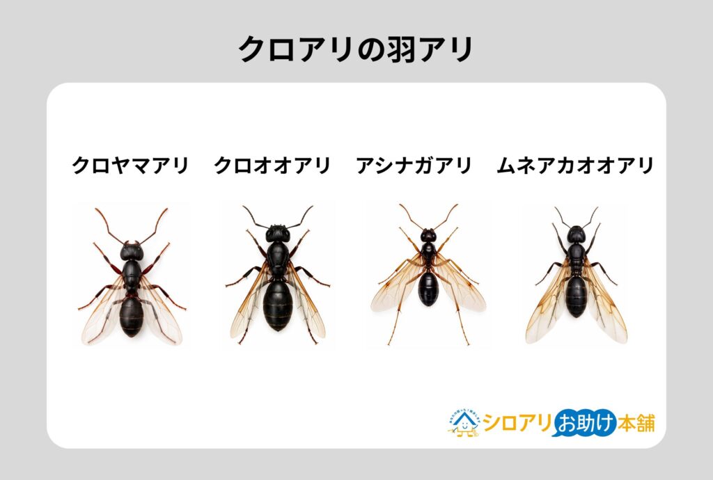 クロアリの羽アリ