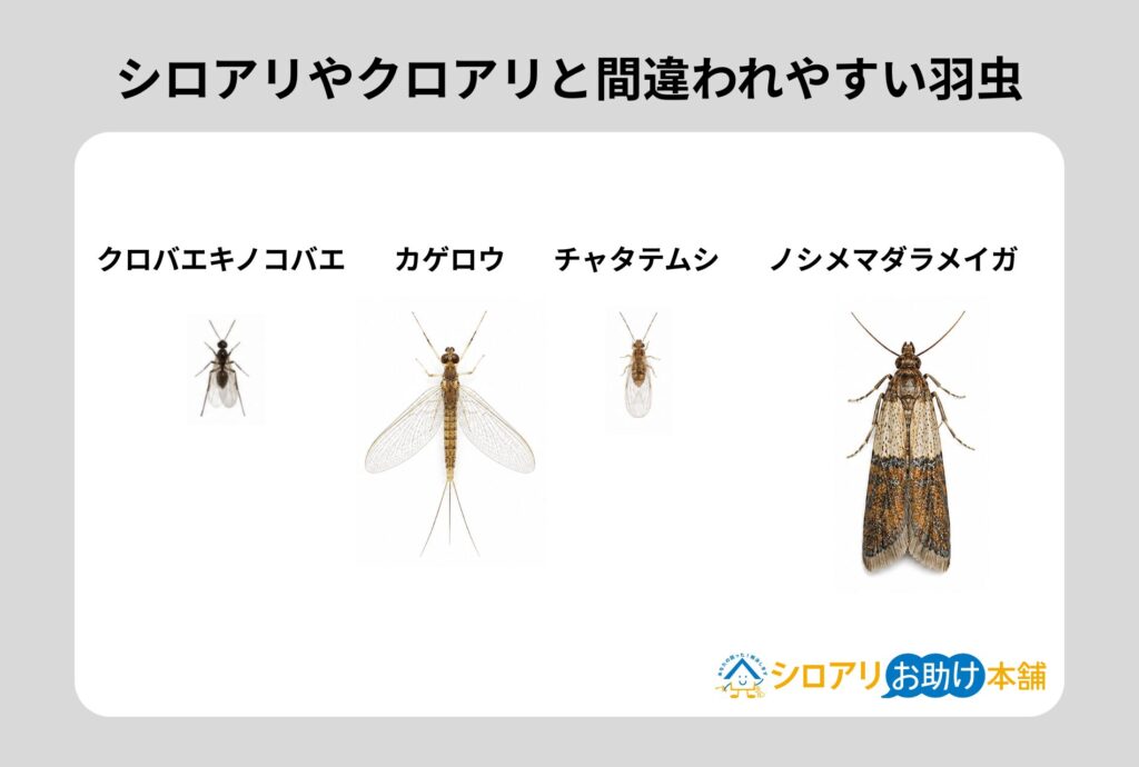 alt_シロアリやクロアリの羽アリと間違われやすい羽アリ
