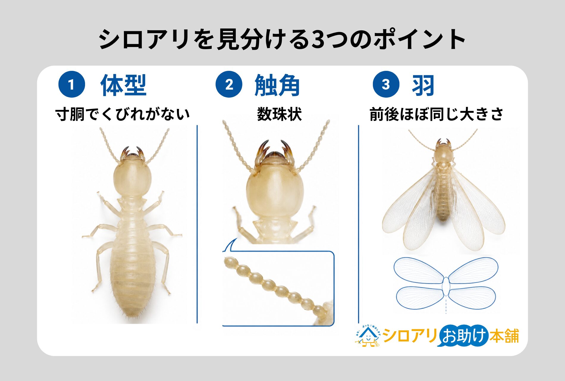 シロアリを見分ける3つのポイント