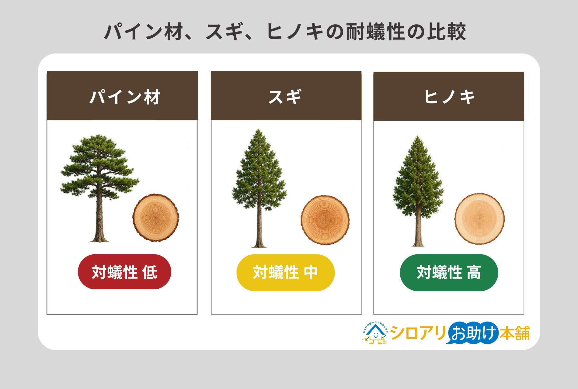 パイン材、ヒノキ、スギの耐蟻性の比較 