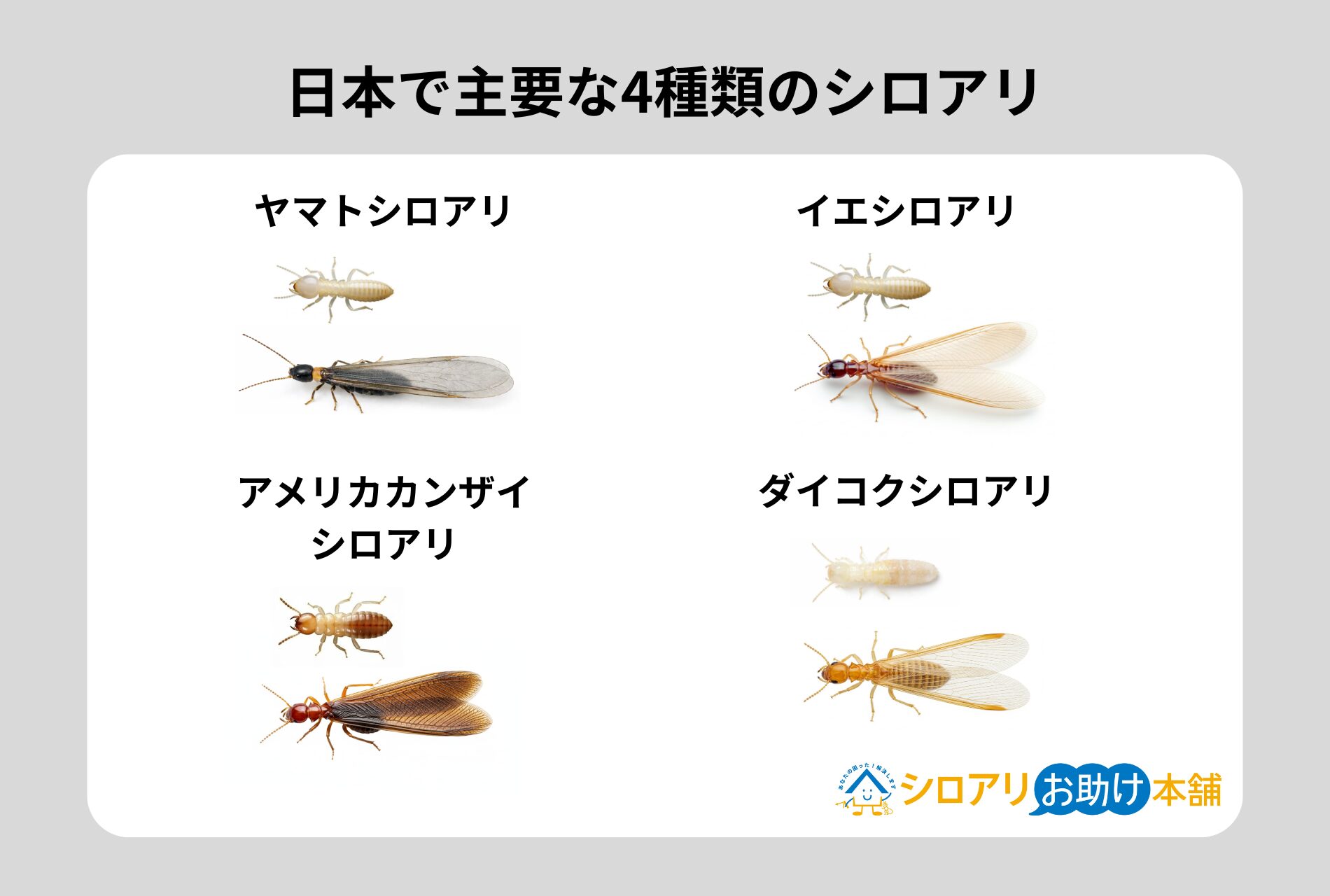 日本で主要な4種類のシロアリ
