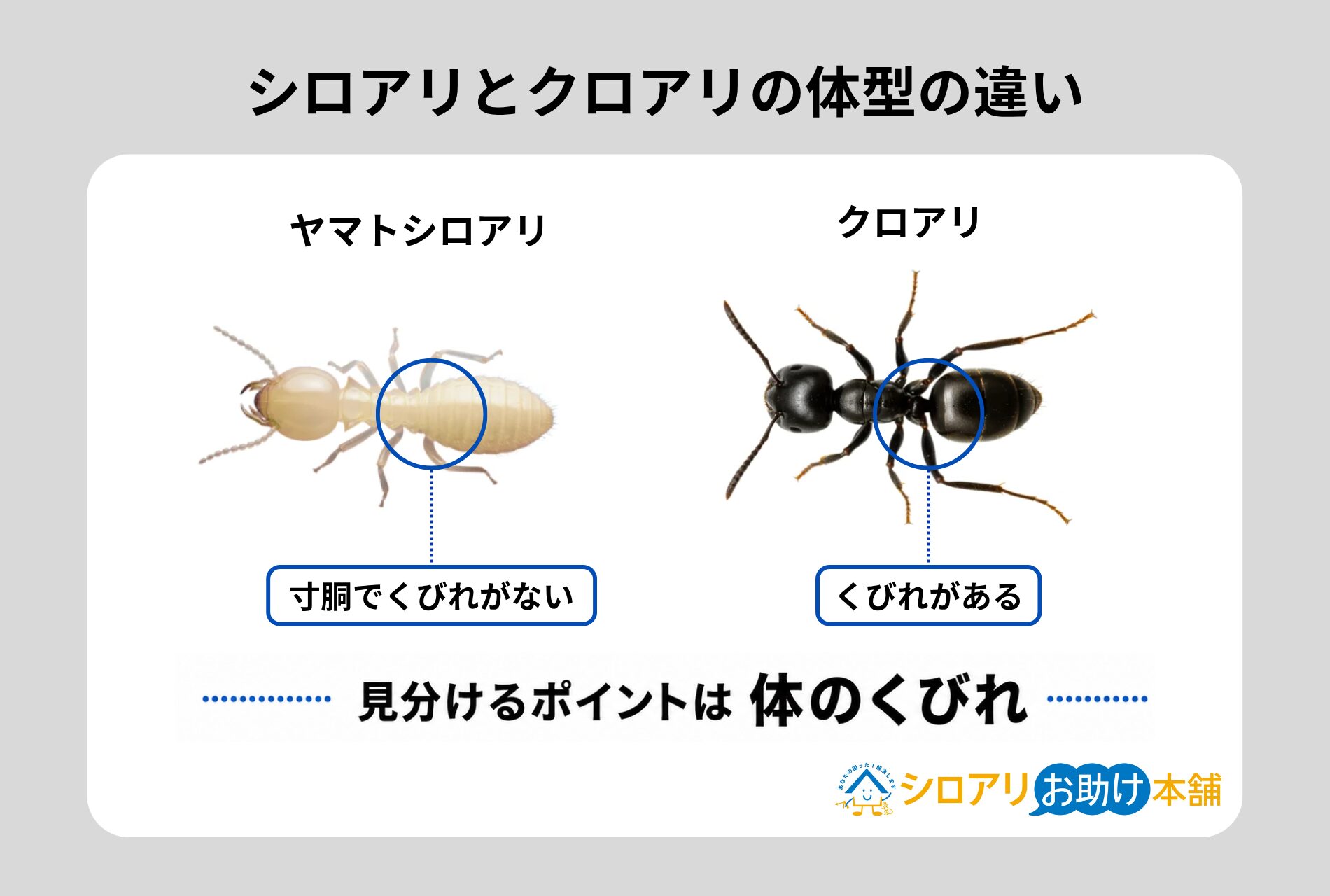 シロアリとクロアリの体型の違い