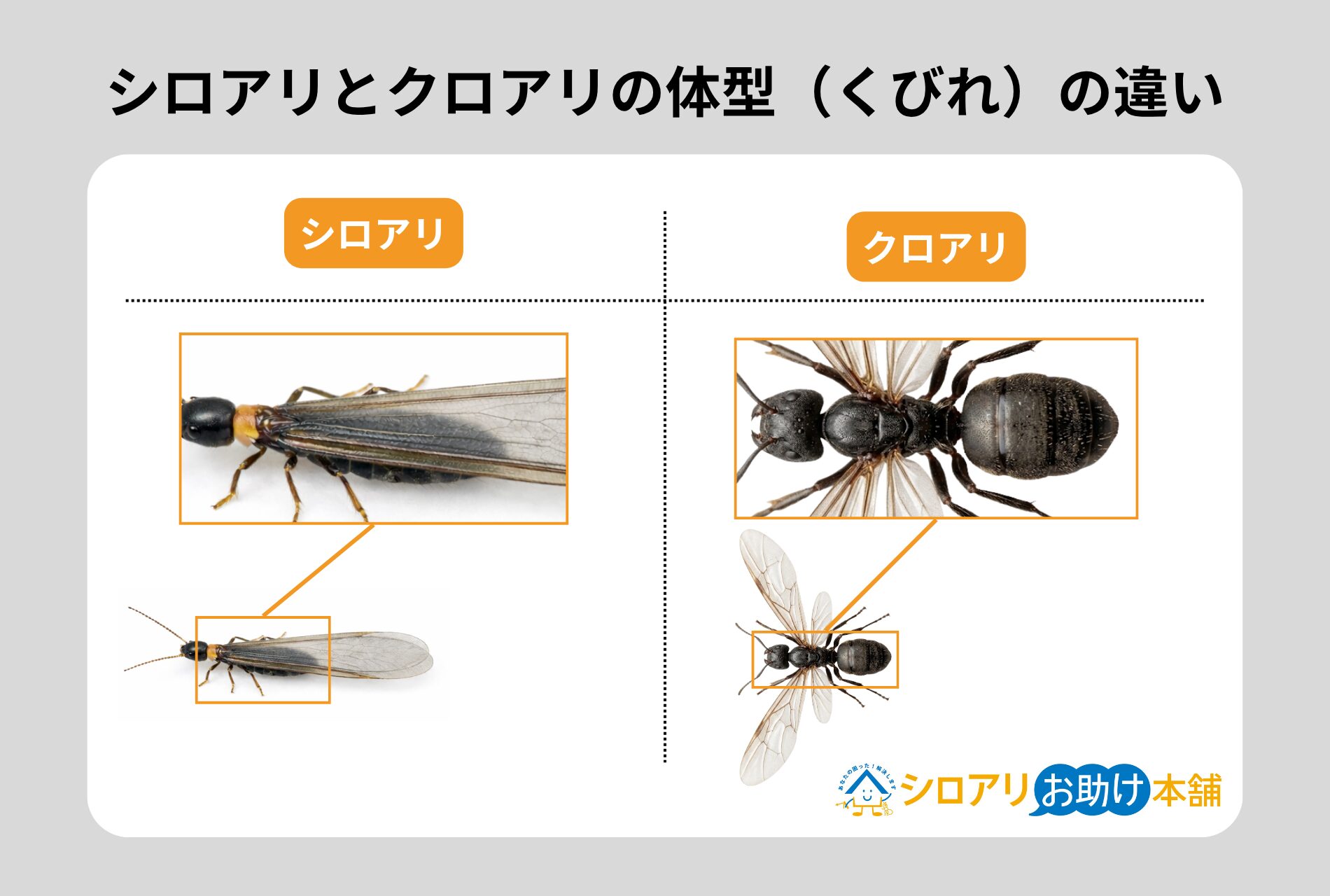 シロアリの羽アリとクロアリの羽アリの体型（くびれ）の違い