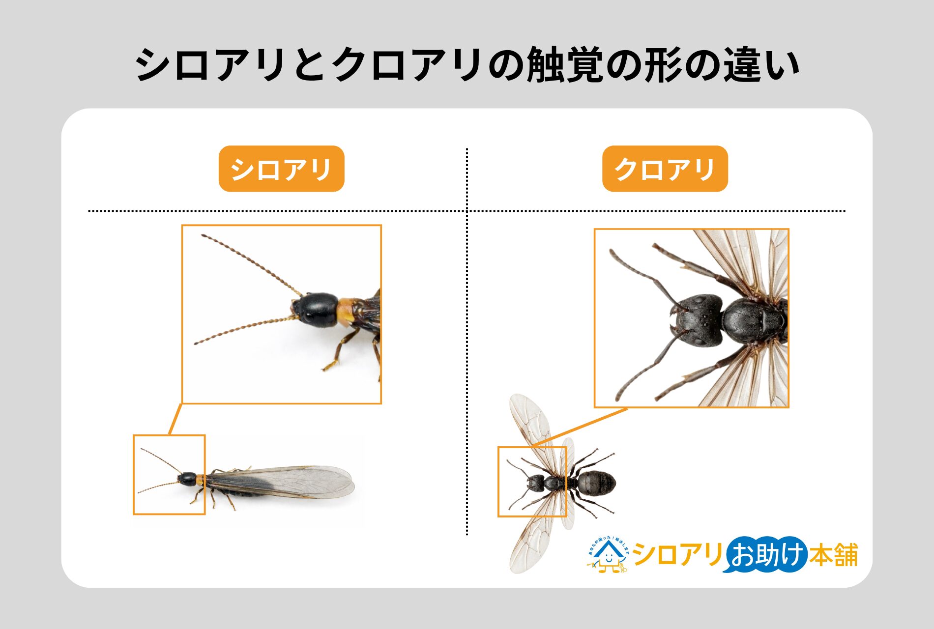 シロアリの羽アリとクロアリの羽アリの触角の形の違い