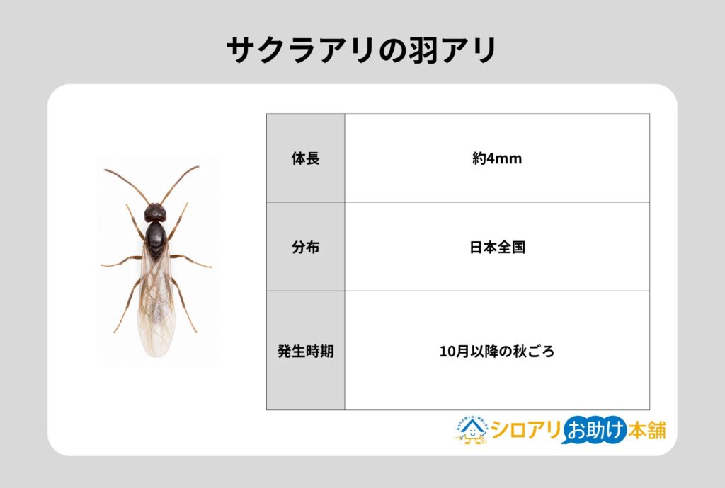 サクラアリの羽アリ