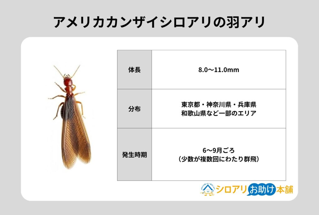 アメリカカンザイシロアリの羽アリ