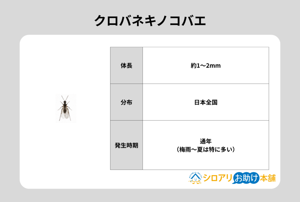 alt_クロバネキノコバエ
