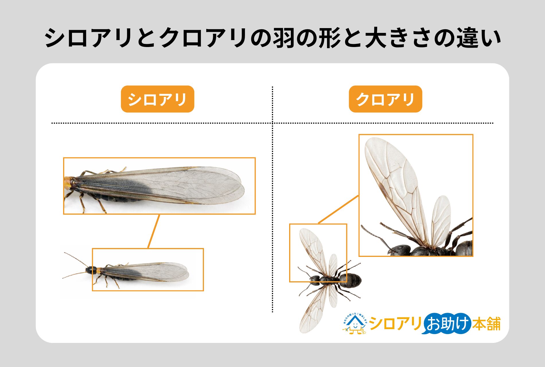 シロアリの羽アリとクロアリの羽の形と大きさの違い