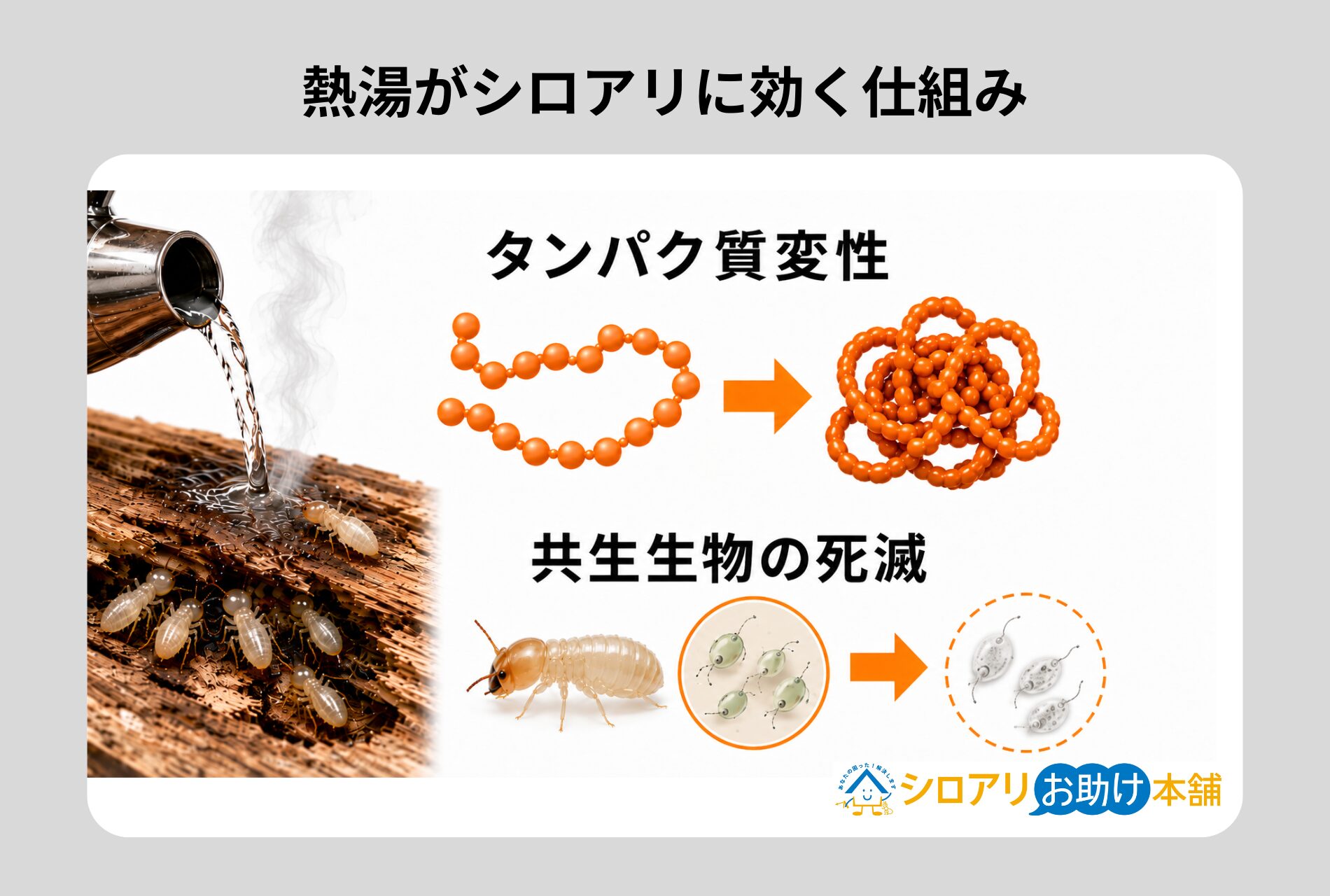 熱湯がシロアリに効く仕組み